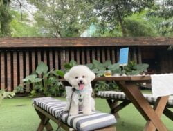 Rekomendasi Tempat Pet-Friendly Paling Hits di Jakarta