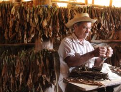 Begini Cara Menghisap Cerutu Dengan Benar!