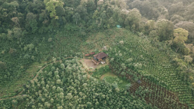 Utama Spice Membawa Esensi Alami Bali ke Dunia Melalui Patchouli dan Misi yang Bermakna